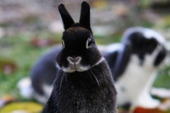 Kaninchen schwarz-weiß stehend