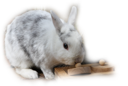 Kaninchen mit Spielzeug