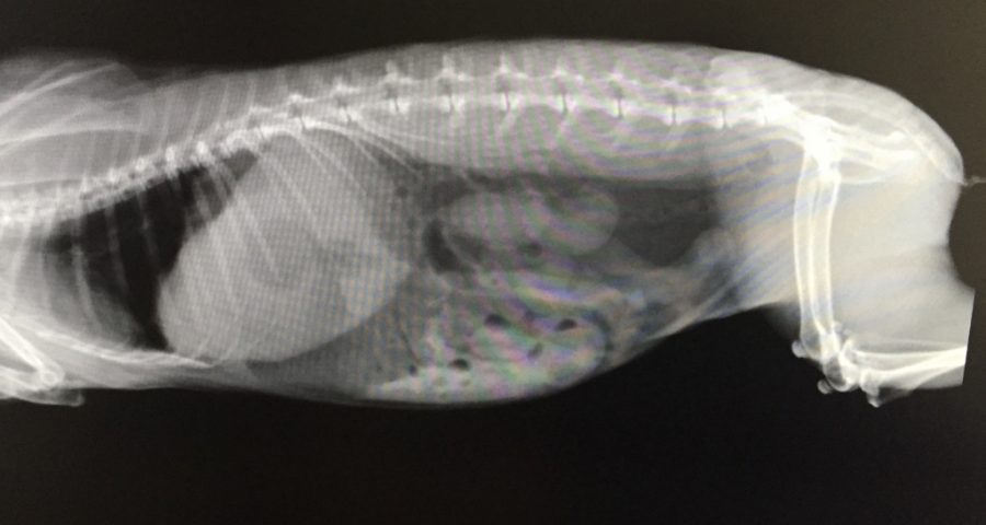 Magenüberladung Verstopfung Möhren Sind Orange