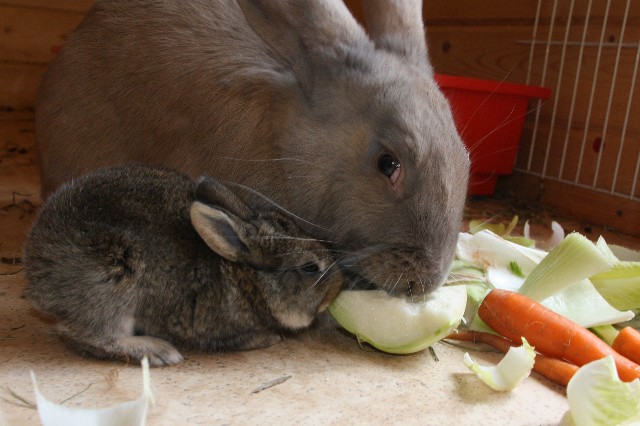 Wann Sollte Man Kaninchen Trennen Ab Wann Sollte Man Kaninchen