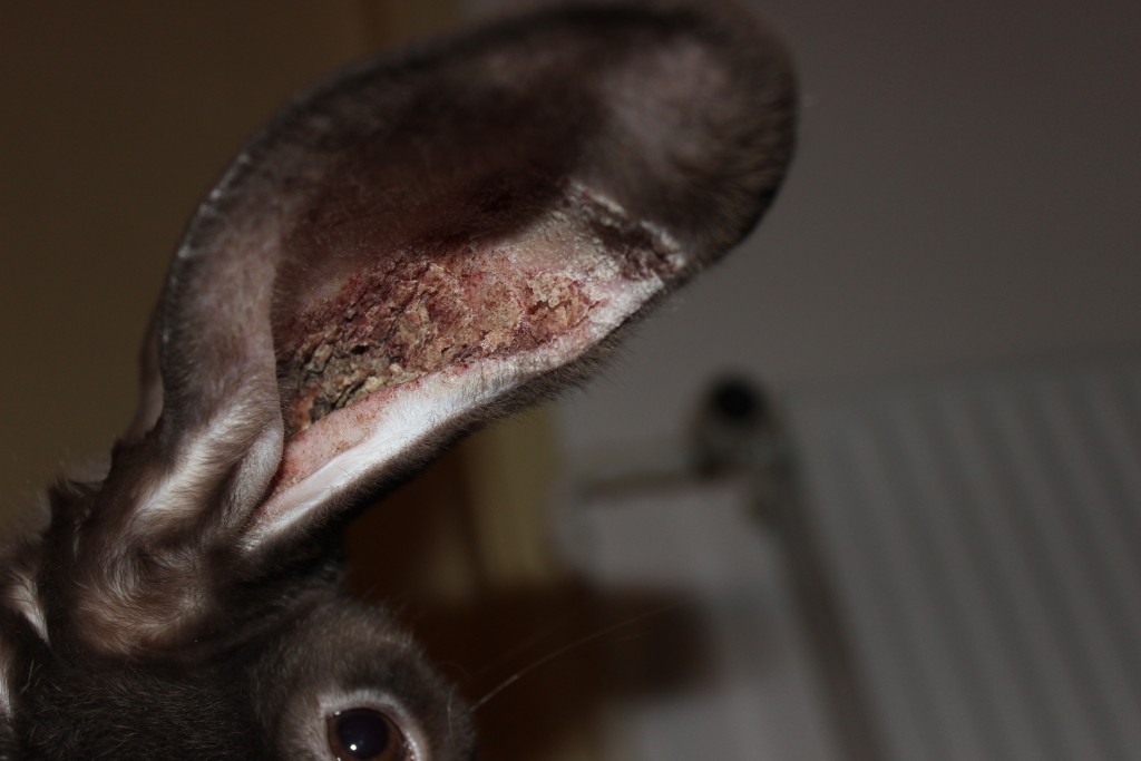 Ohrräude Möhren sind orange