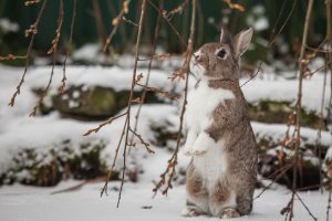 saisonale infos winter mohren sind orange