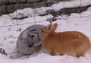 saisonale infos winter mohren sind orange