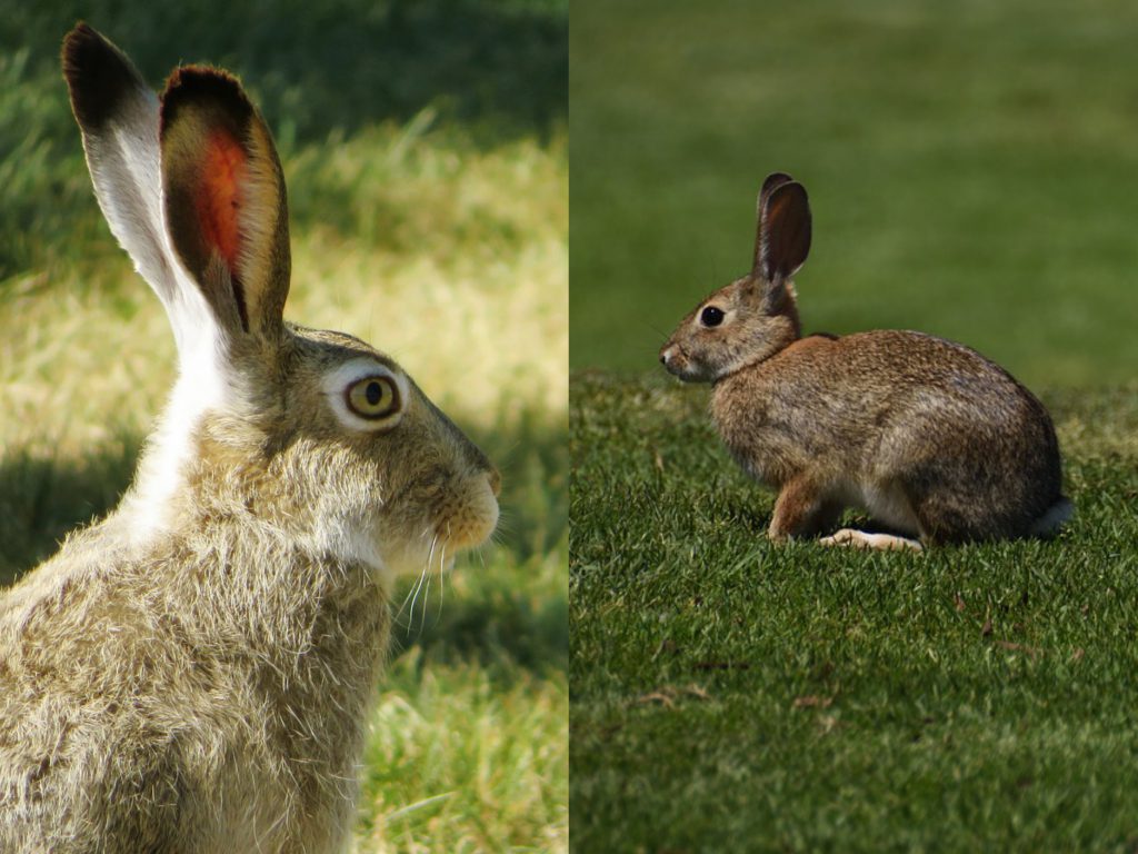 Der Unterschied zwischen Hasen und Kaninchen