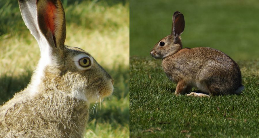 Kaninchen Hase Unterschied