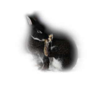 Kaninchen