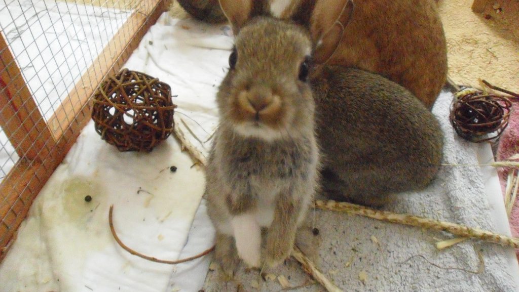Bild eines jungen Kaninchens, das Männchen macht