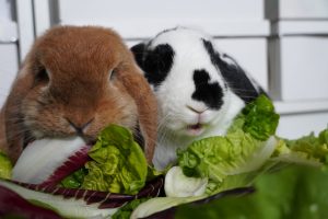 Zwei Kaninchen essen blättriges Grünfutter