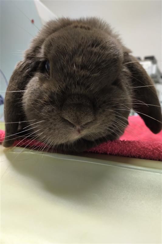 Das Bild zeigt ein Kaninchen mit einem angegriffenen Fascialisnerv. Es hat eine hochgezogene Lippe.