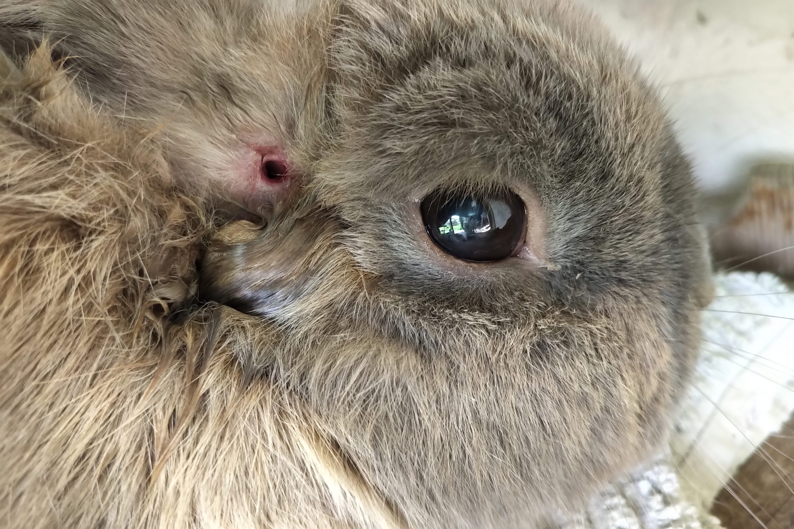 Das Bild zeigt den Kopf eines Kaninchens, welches mit der PECA Methode operiert wurde.