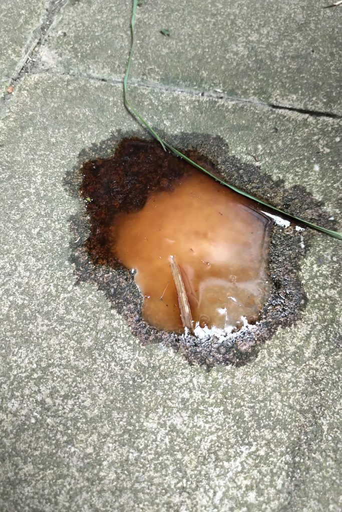 Das Bild zeigt homogen rötlich gefärbten Urin (ohne Blut)