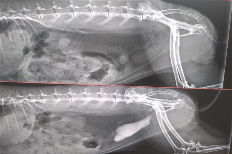 Das Bild zeigt zwei Röntgenaufnahmen eine vor und eine nach einer Blasenspülung. Vor der Blasenspülung ist der Blaseninhalt im Röntgen verschattet, danach nicht mehr. 