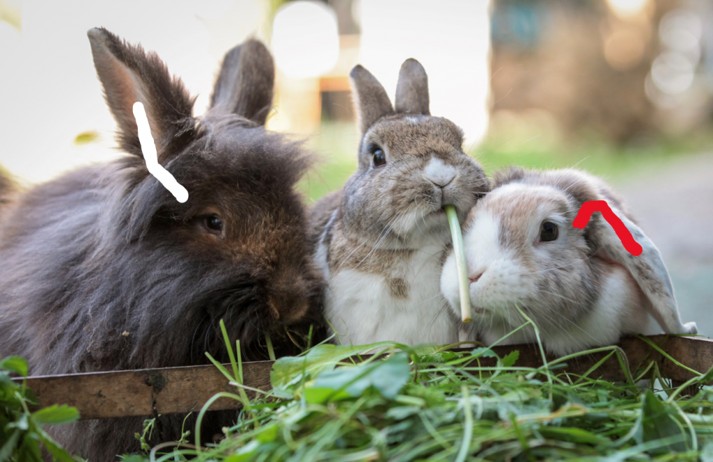Das Bild zeigt zwei Stehohrkaninchen und ein Widderkaninchen. Anhand einer Markierung ist dargestellt, wie der Gehörgang verläuft. Beim Widder knickt das Ohr nach unten ab. 