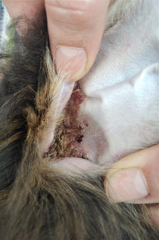 Das Bild zeigt de Innenseite eines von Ohrräude befallenenKaninchenohres. Es sind die typischen Auflagerungen zu sehen.