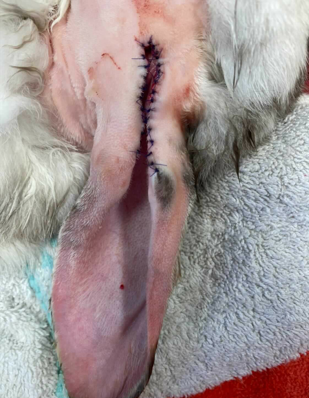 Das Bid zeigt ein Ohr, welches mit der LECA Methode operiert wurde.