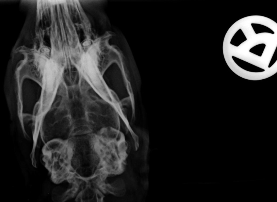 Das Bild zeigt eine Röntgenaufnahme eines Kaninchenschädels. Auf der linken Seite sieht man eine normale Bulla und rechts eine beginnende Verschattung mit knöcherner Zusammenhangstrennung der Bulla (erste lytsche Anzeichen auf Perforation)