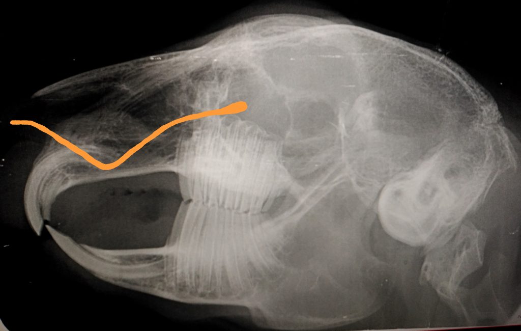 Das Bild zeigt eine Röntgenaufnahme eines Kaninchenschädels. Dort ist der Verlauf der Tränennasenkanals eingezeichnet.