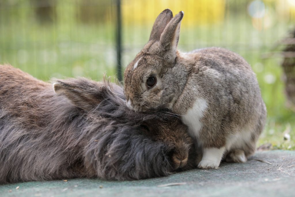 zwei Kaninchen, die sich putzen